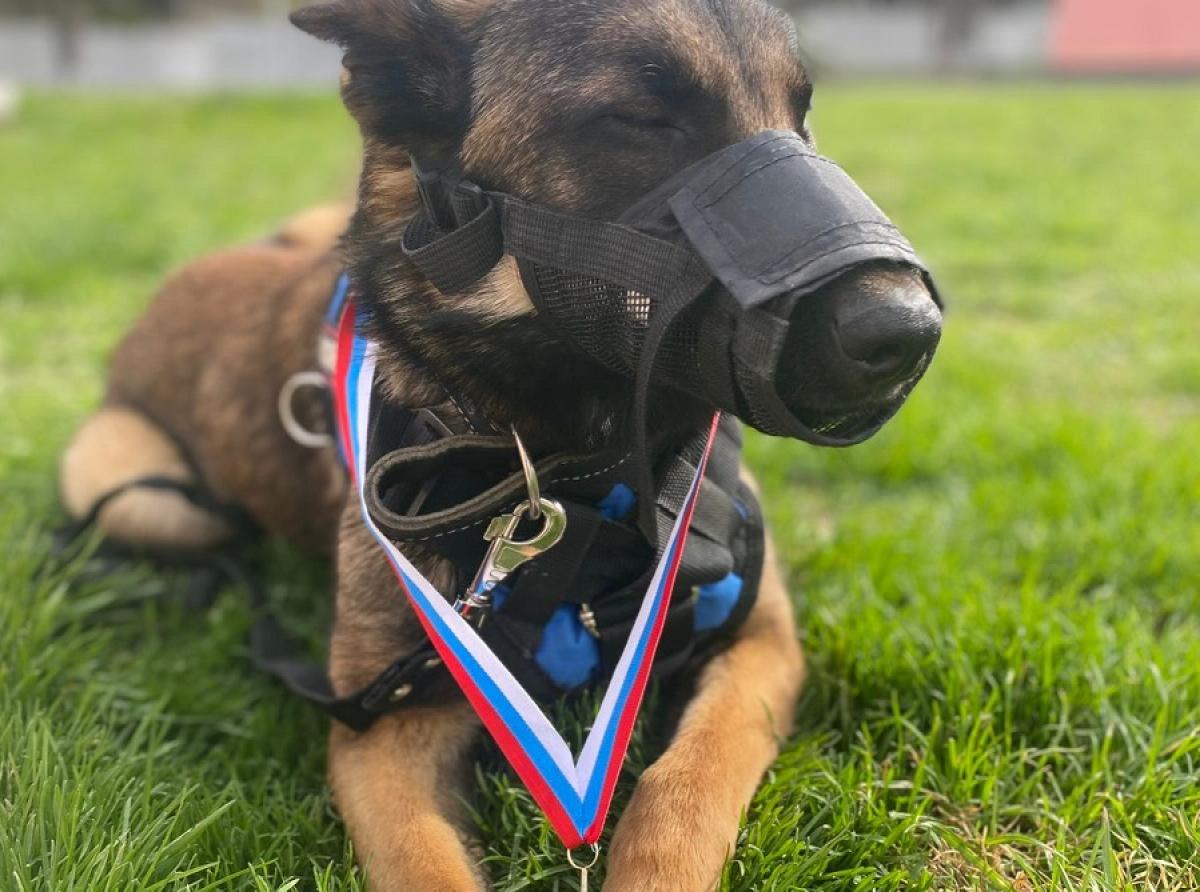 The service dog Marta neutralized a man with a grenade in Michurinsk, who was put on the wanted list.